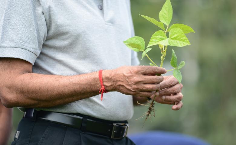 Farmer holding a leaf