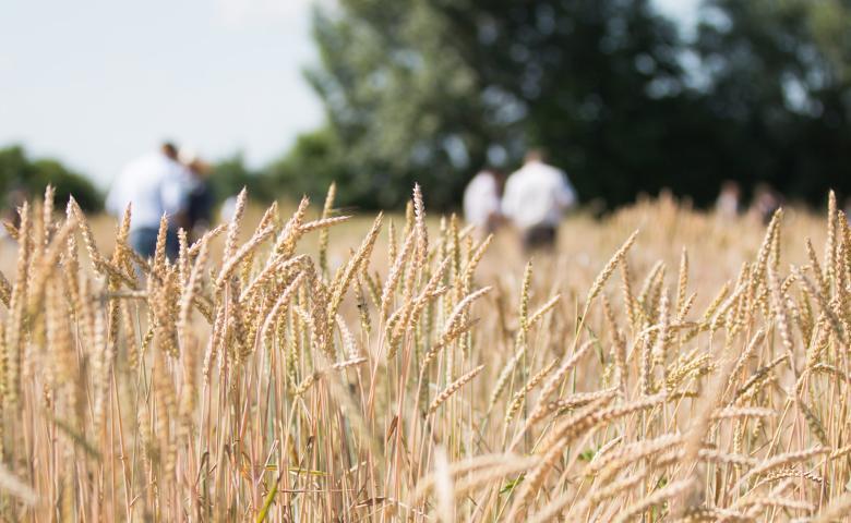 Organic Wheat Cultivation