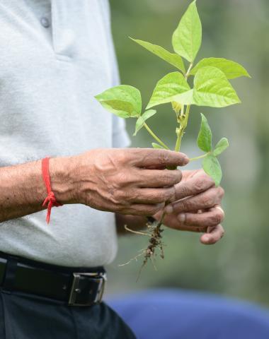Farmer holding a leaf