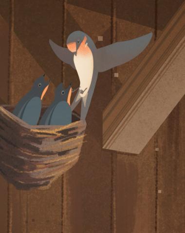 Where have all the birds gone?