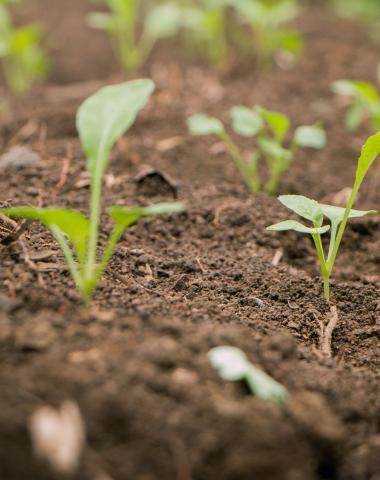 Plants growing in soil