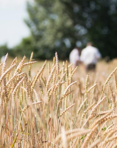 Organic Wheat Cultivation