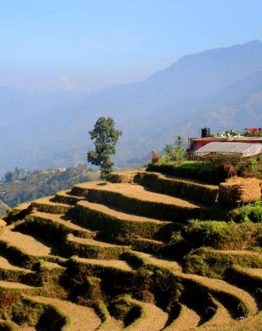 Rice terraces in Nepal