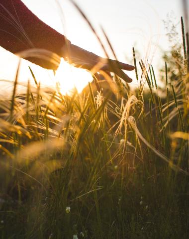 A hand touching grass
