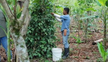 An alternative to slash and burn agriculture?