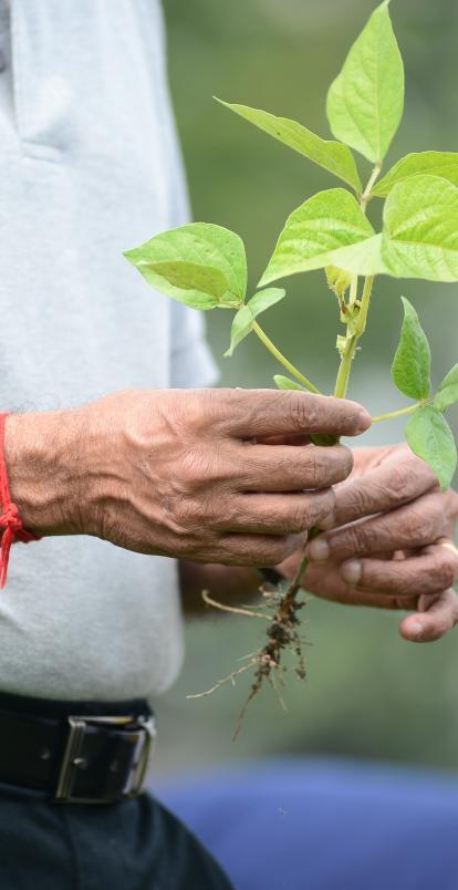 Farmer holding a leaf