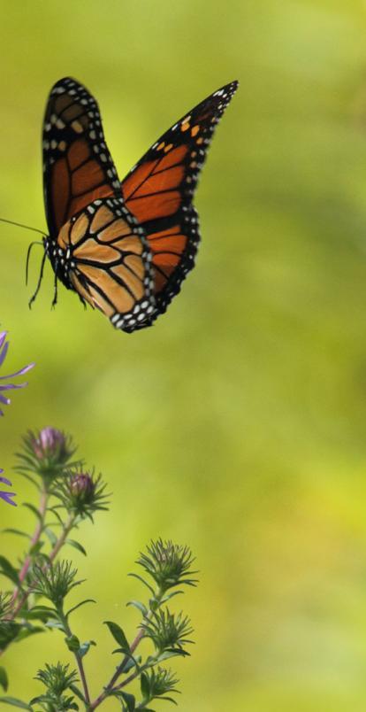 Biodiversity