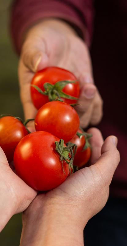 Organic Tomatoes