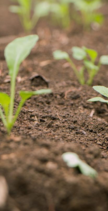 Plants growing in soil