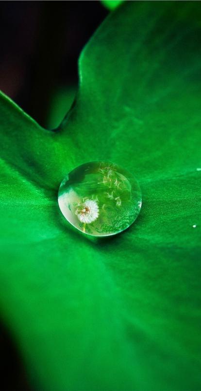 Leaf Waterdrop