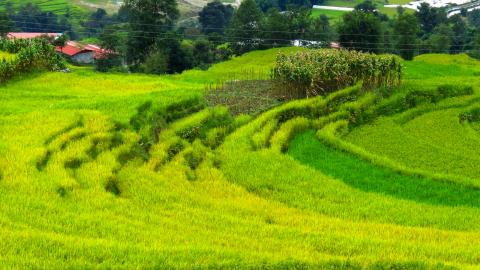 Rice terraces in Nepal