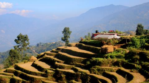 Rice terraces in Nepal